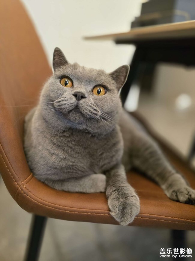 快樂(lè)的小精靈