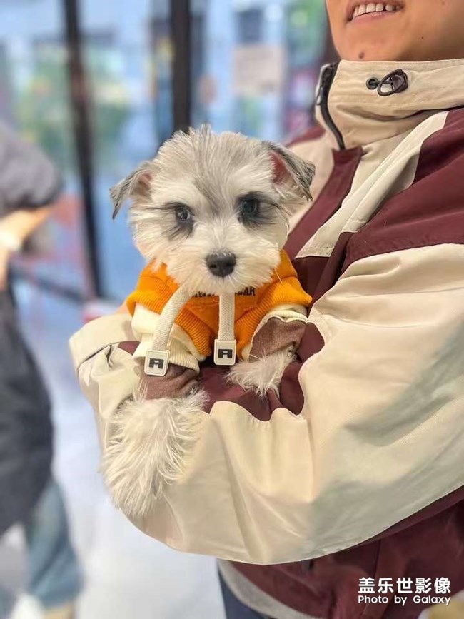 快樂(lè)的小精靈