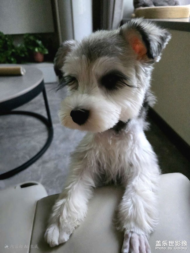 快樂(lè)的小精靈