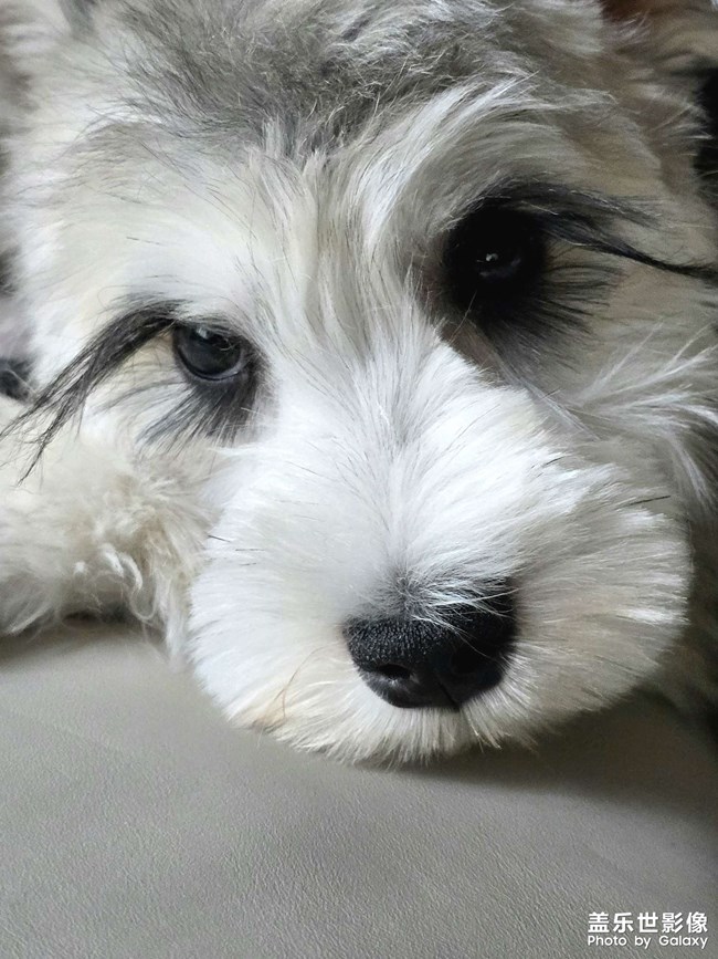 快樂(lè)的小精靈