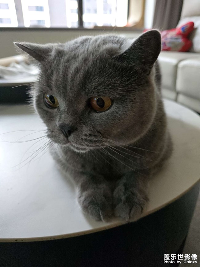 快樂(lè)的小精靈