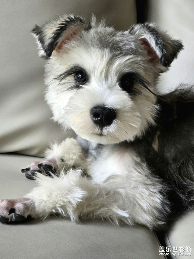 快樂(lè)的小精靈