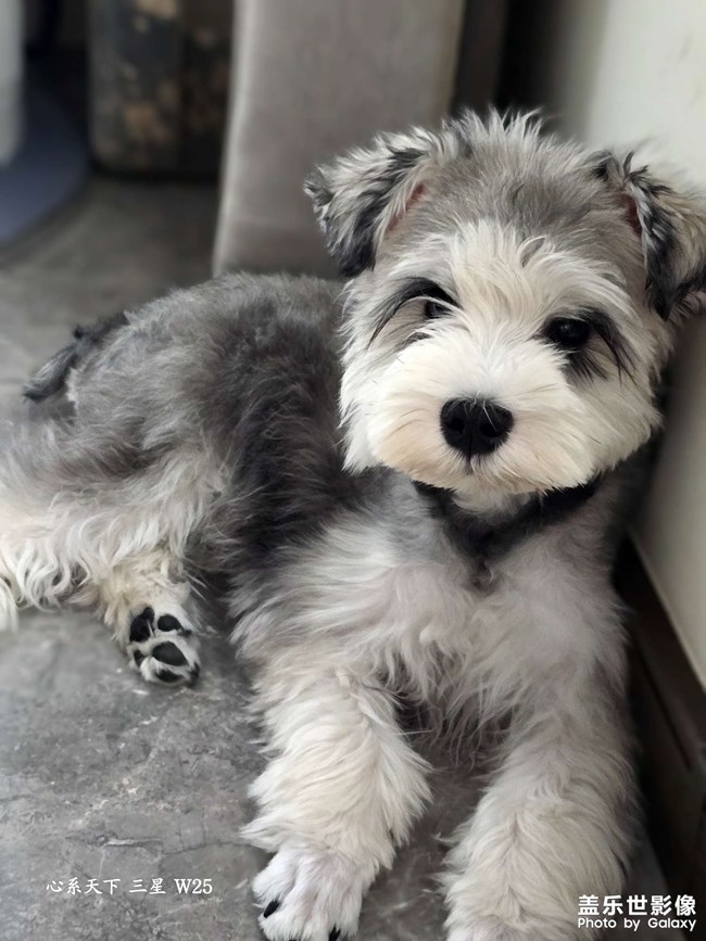 快樂(lè)的小精靈