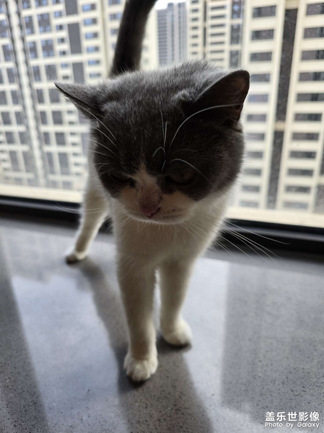 快樂(lè)的小精靈