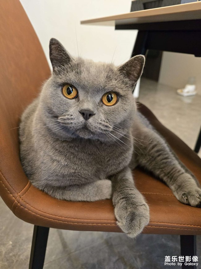 快樂(lè)的小精靈