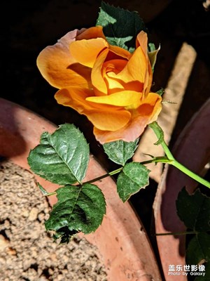 谷歌相機拍了幾張，終于覺得手機相機有用了??