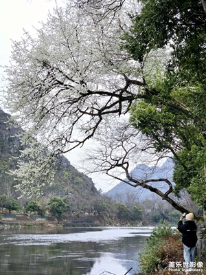 [早春映像】赴一場春天的約會