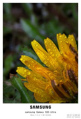 拍了幾張蒲公英的照片