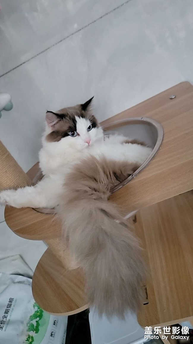 我家貓咪