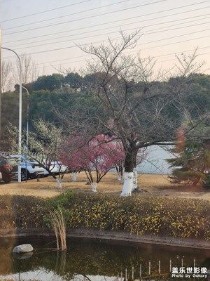 【光耀生活】+一抹春色