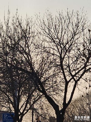 【光耀生活】 夕陽下的早春