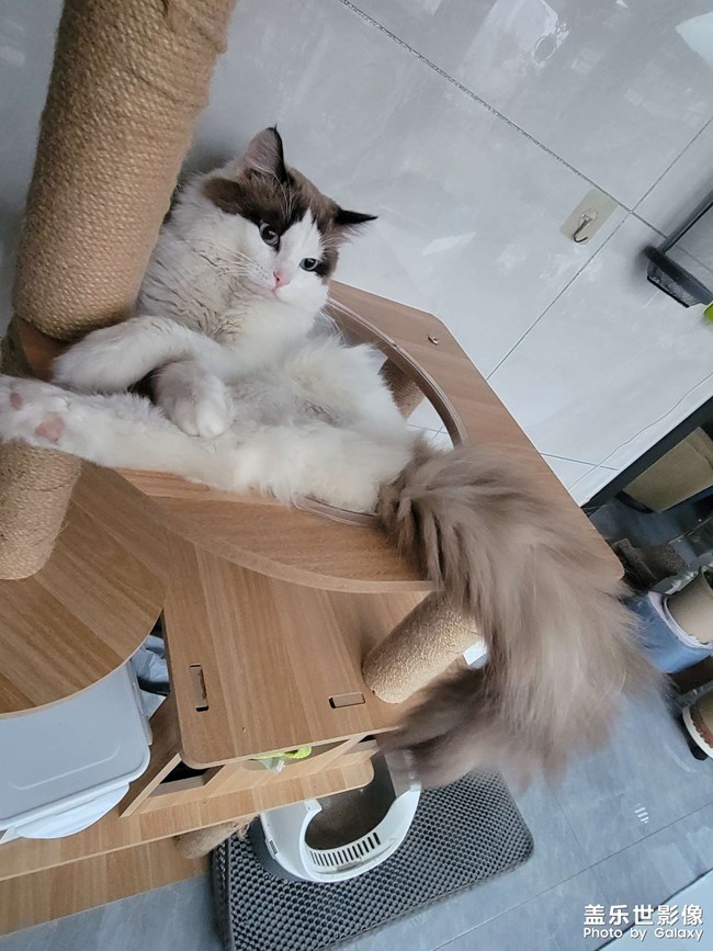 我家貓咪