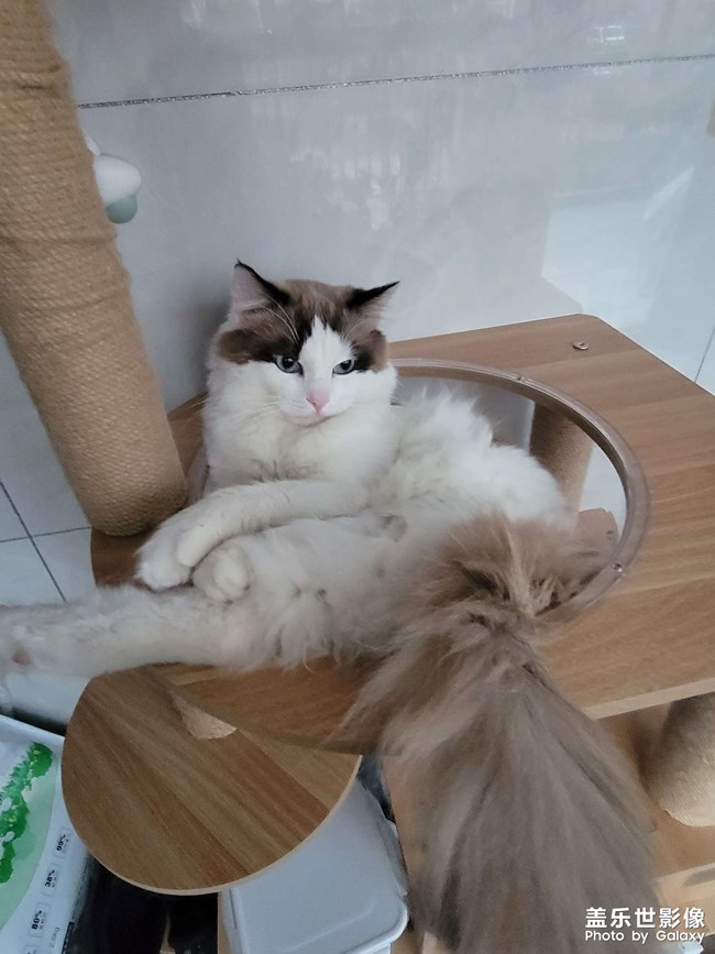 我家貓咪