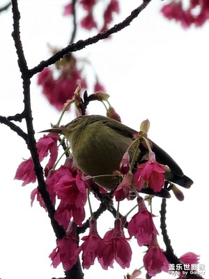 【光耀生活】自由自在飛吧