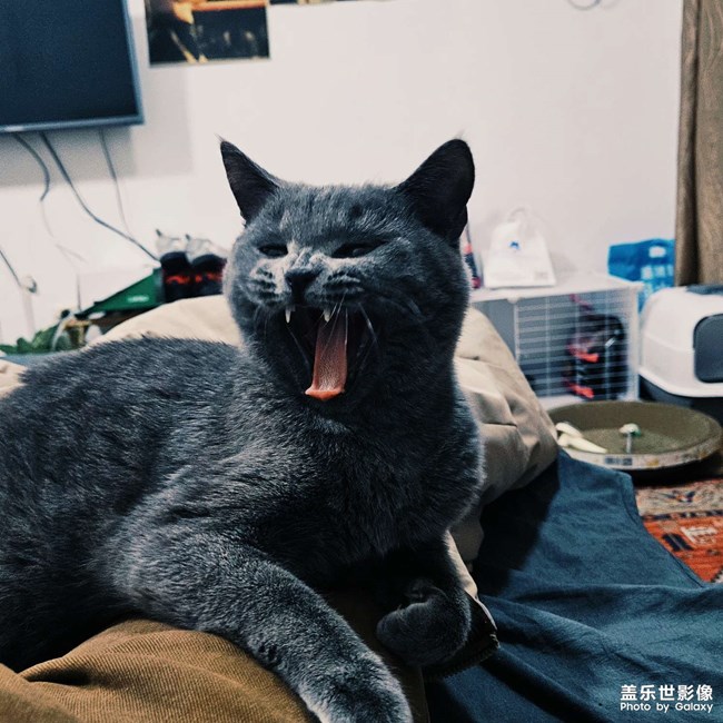 藍(lán)貓日常