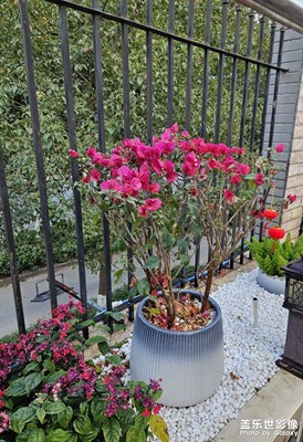 【好春光】花紅人在何處