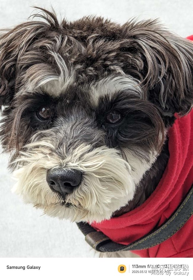 聽話乖巧的小狗狗??