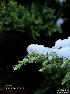 殘冬未遠(yuǎn)春先至，一幀冰雪寫春圖。