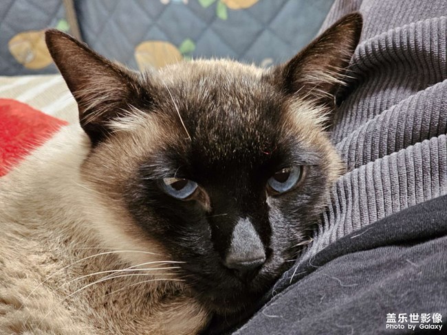 靜靜的看著你??