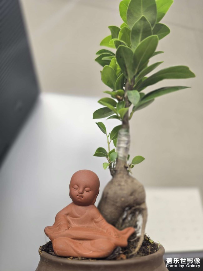 給工作臺添點綠植