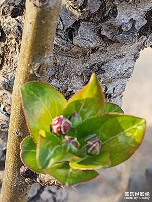 【拍有細節(jié) 】春天來了