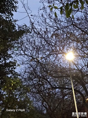 【春之夜】寧靜與美好