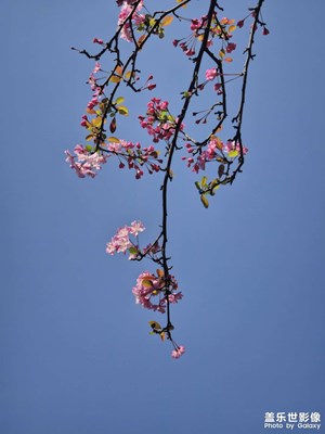 【 春之夜 】花開(kāi)