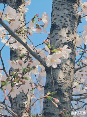 【拍有細節(jié)】+櫻花季