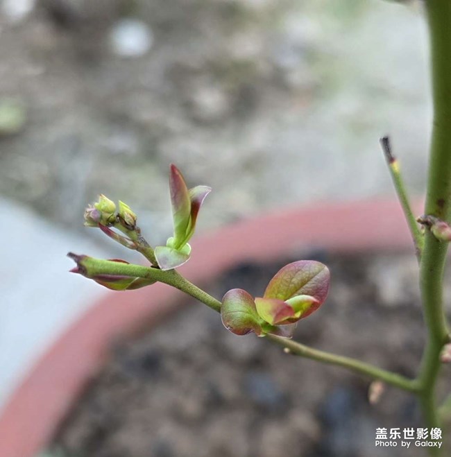 藍(lán)莓生長記錄