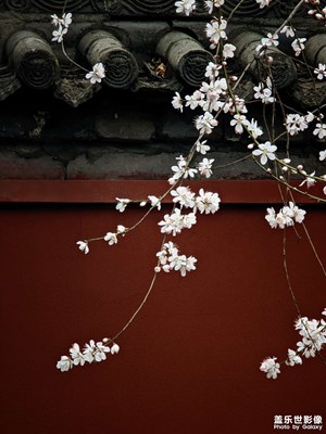 春來，漂亮的鸚鵡、熱情小狗和咕咕