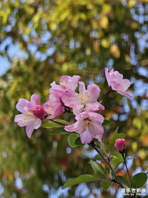 【生機盎然的世界】+海棠??