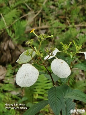 兩米五距離，17.5倍