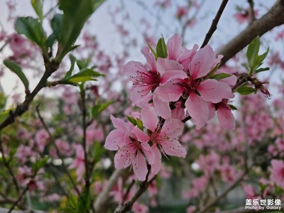 生機盎然的世界 春意盎然