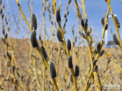 【人間四月天】+才發(fā)芽