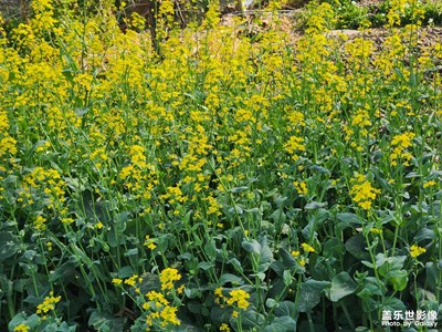 【人間四月天】+在希望的田野上