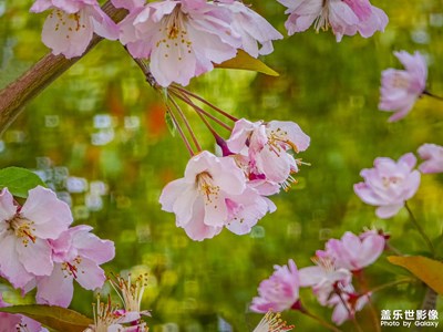 春日海棠 S25UItra