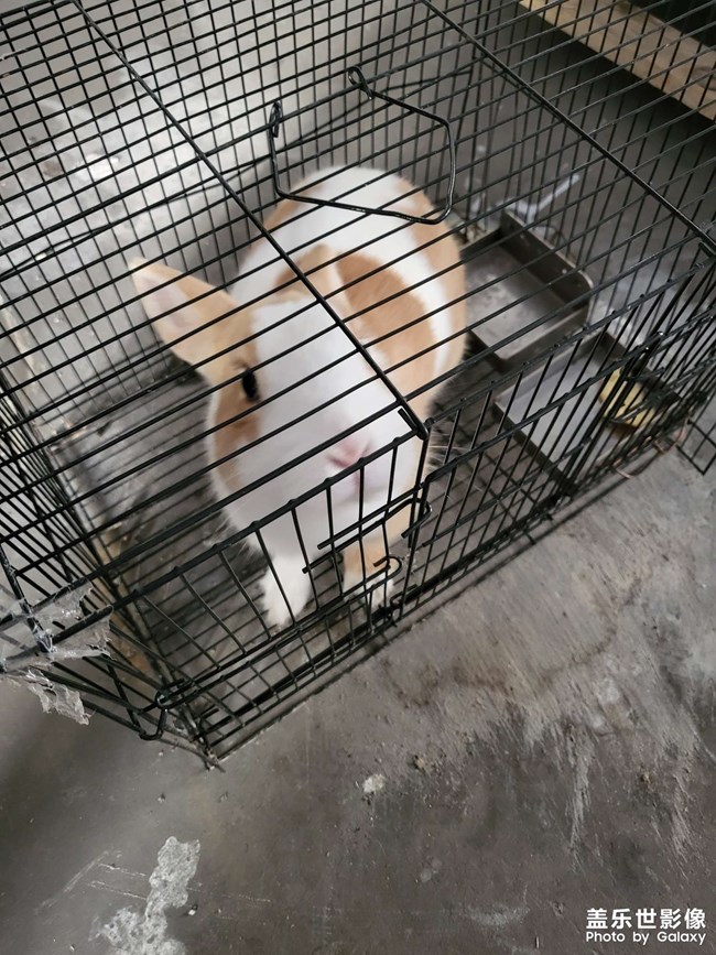 工廠里的小兔子