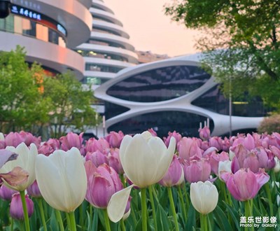 已開獎(jiǎng)【蓋樂世影像周賽第393期】——市井長巷