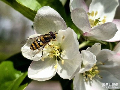 【拍有創(chuàng)意】+春天的花朵