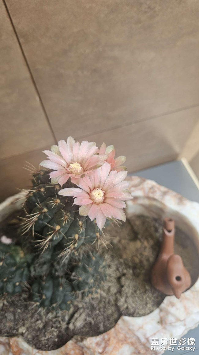 仙人掌開花了