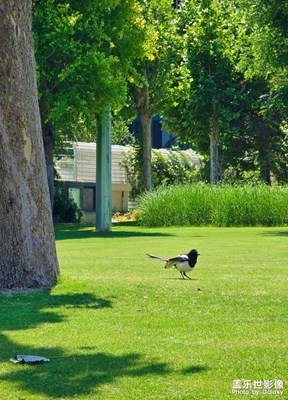 已開獎(jiǎng)【蓋樂世影像周賽第399期】——遇見最美夏日