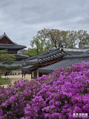 【城市漫步】探尋昌德宮古建之美