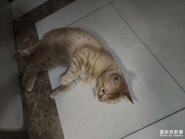 小野貓進(jìn)入到單元內(nèi)