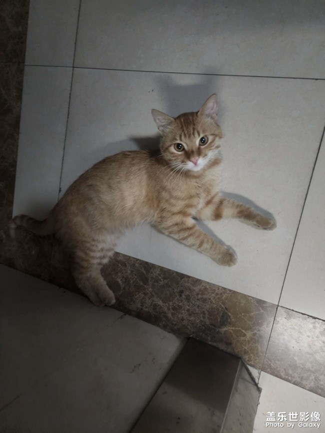 小野貓進(jìn)入到單元內(nèi)