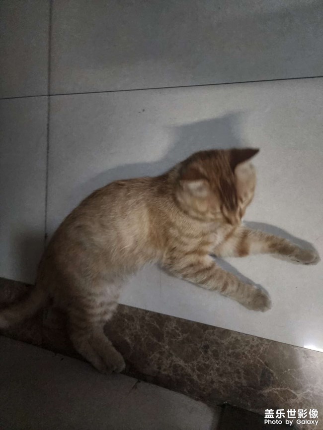 小野貓進(jìn)入到單元內(nèi)