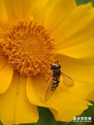 三星A56【大自然】