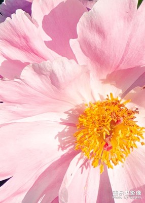 夏天的芍藥多美啊