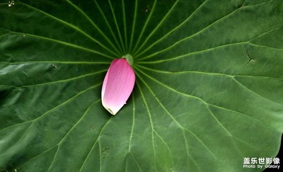 2025年深圳洪湖公園賞荷花