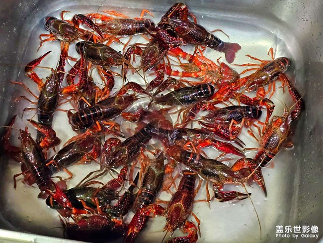 一年又到龍蝦季