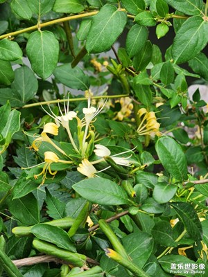 【七彩夏日】+絢爛時光綻歡顏